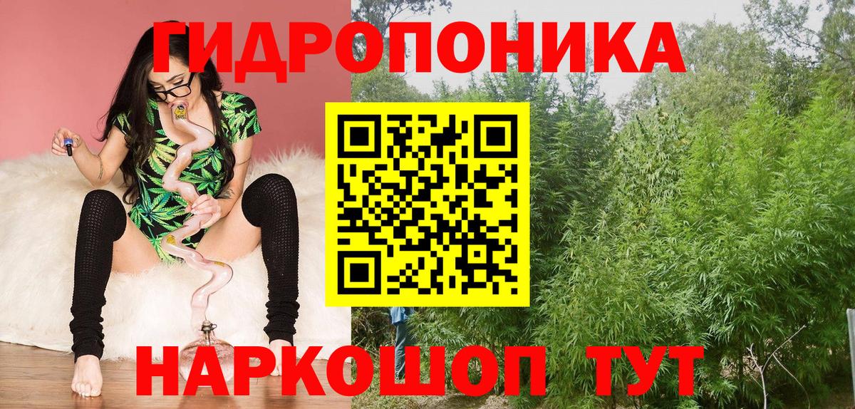 Марихуана сатива Сальск
